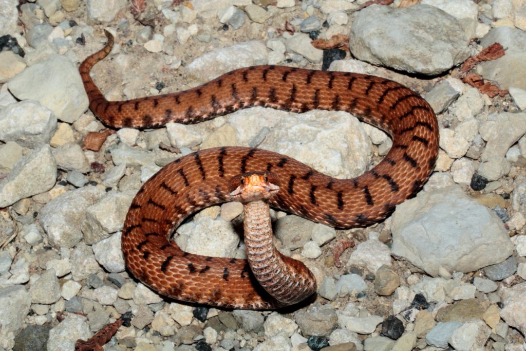 Orbettino, Vipera e Coronella al tramonto!